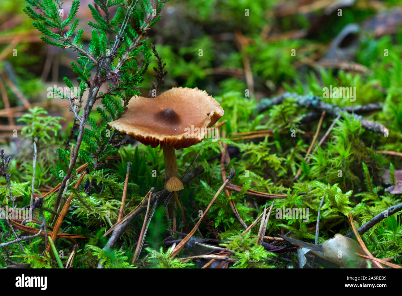 Poisonous mushroom growing in mossy forest. Stock Photo
