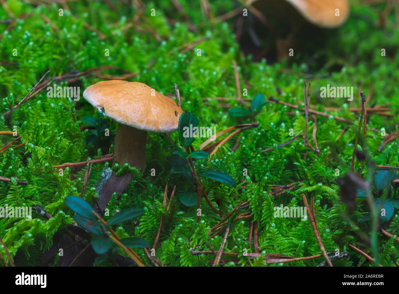 Forest edible mushroom photograph captured in autumn season, Europe, Lithuania. Stock Photo