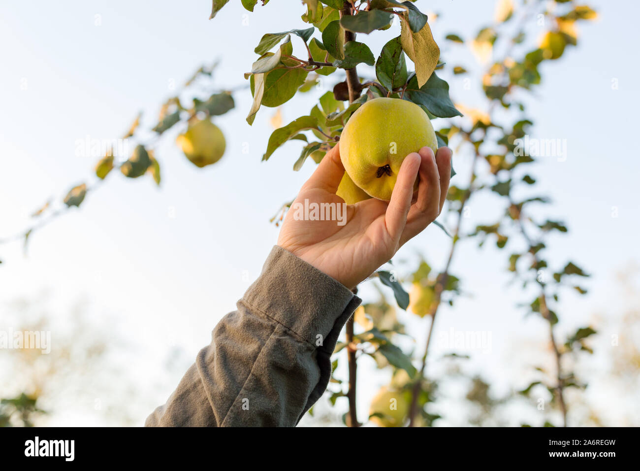 Male hand holds Fresh juicy tasty ripe quince fruit on branch of apple