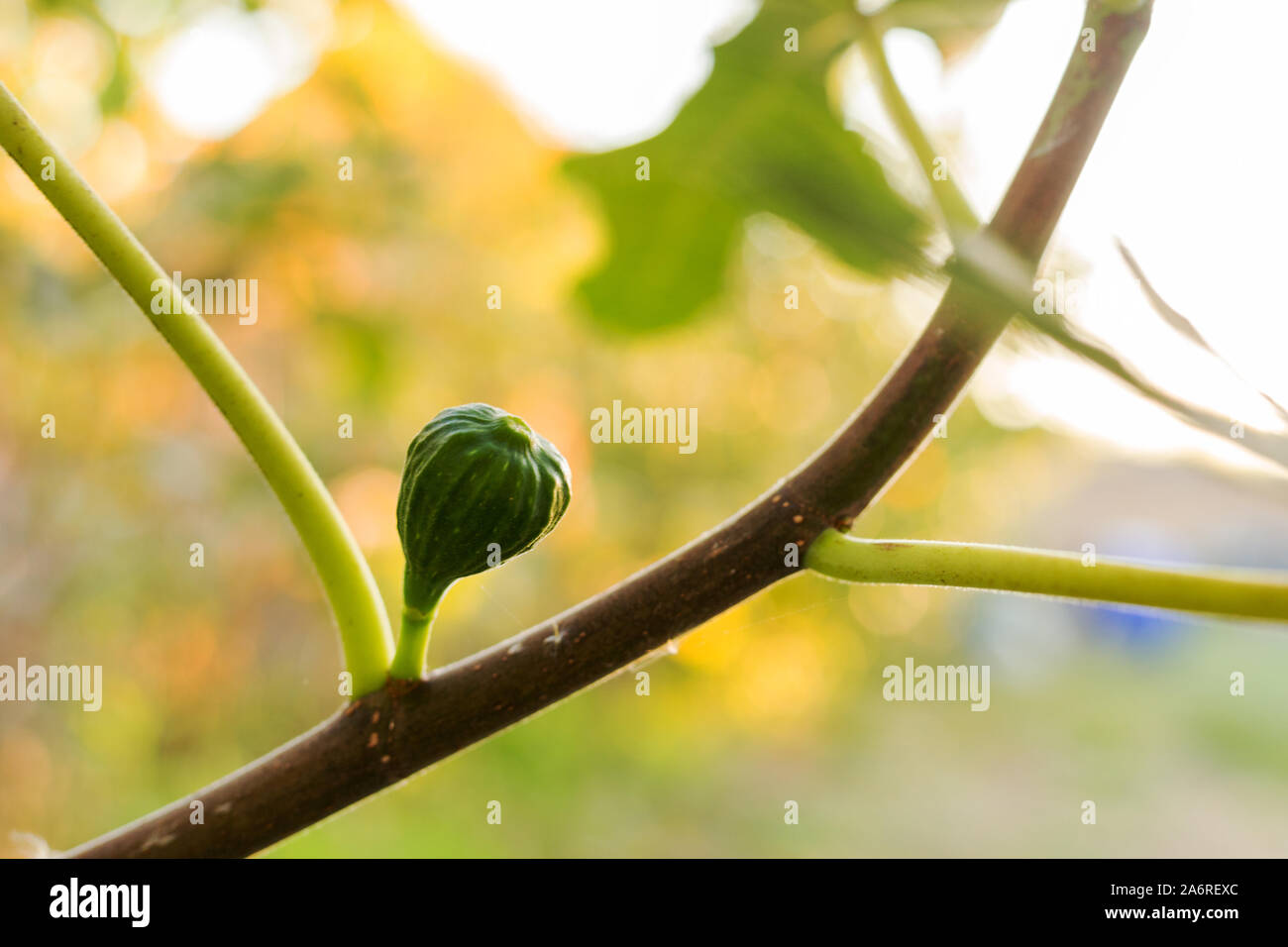 Unripe fresh green fig growing, ripening on a branch of a fig tree with green leaves. Farming, gardening, harvest concept. Stock Photo
