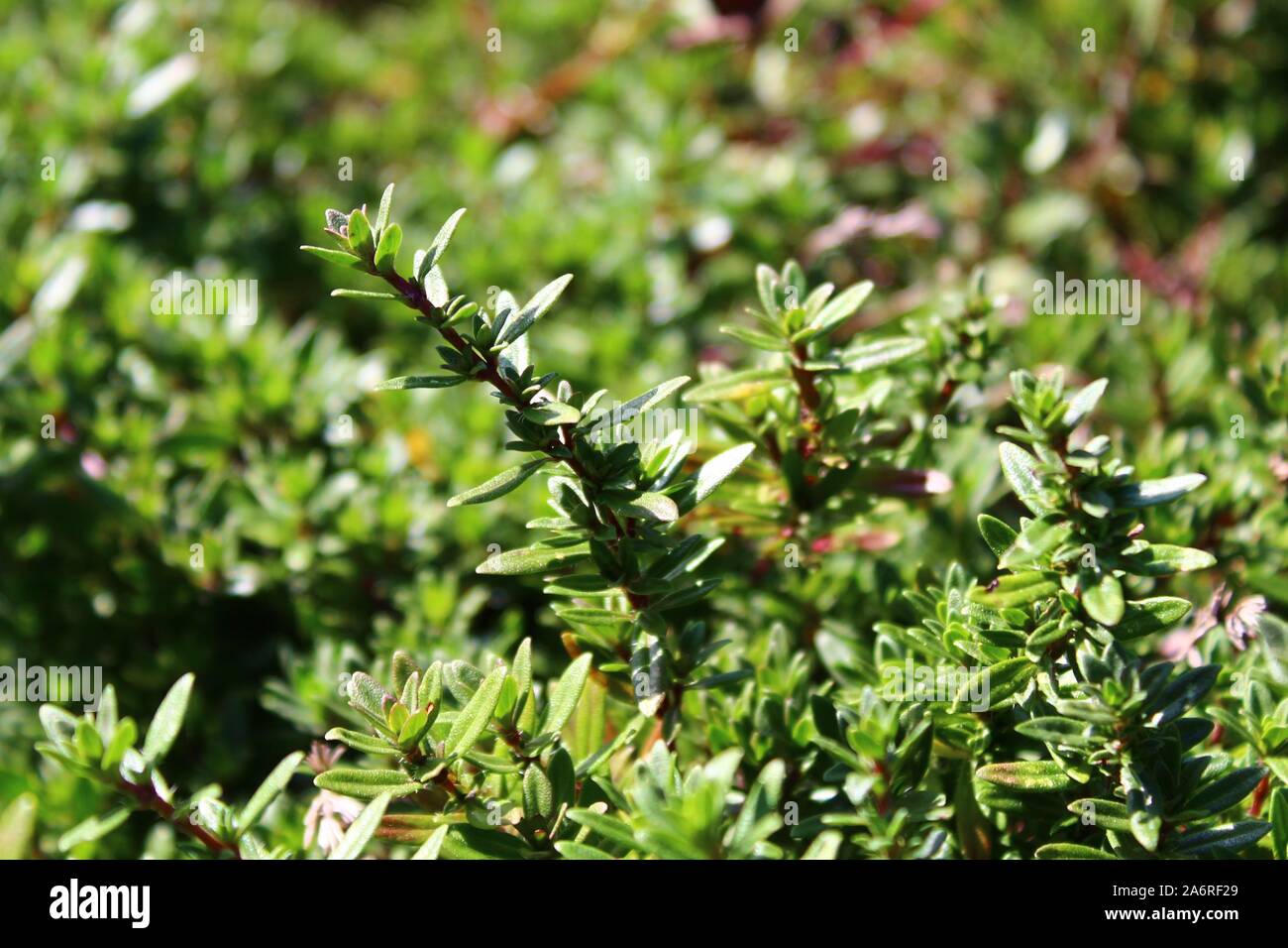 The Picture Shows Thyme In The Garden Stock Photo 331201649 Alamy