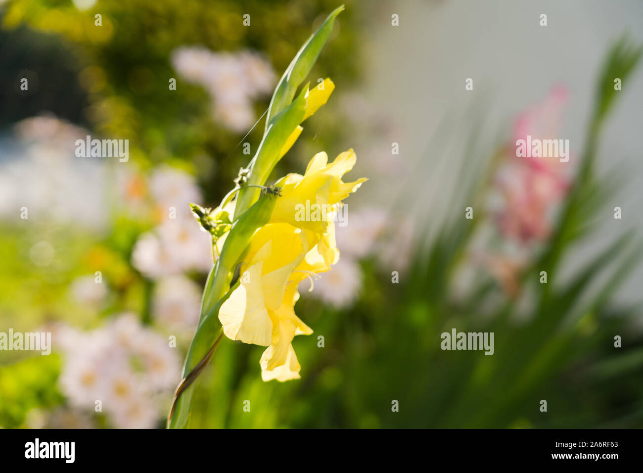 Yellow Gladiolus flower in a sunny summer day. Stock Photo
