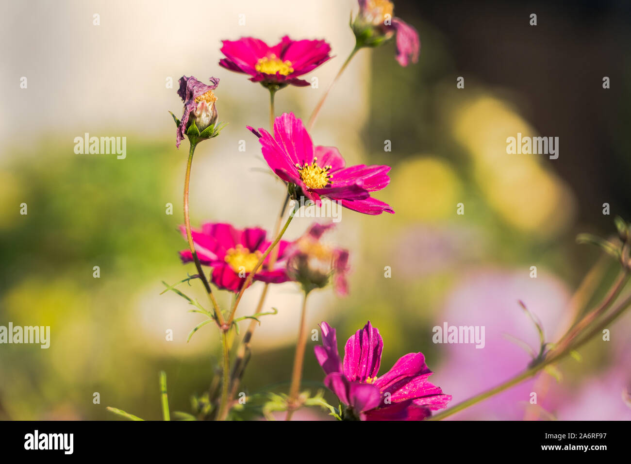Purple flowers in the garden Stock Photo - Alamy