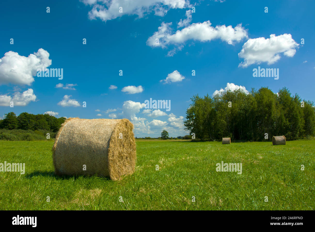 Round hay bale on a green meadow, trees and white clouds on a blue sky Stock Photo
