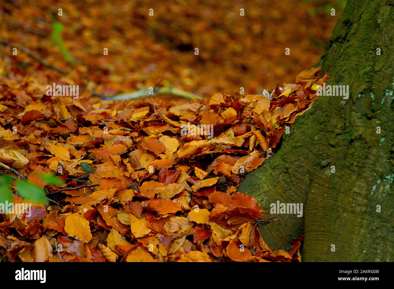 Autumn leaves on the ground Stock Photo - Alamy