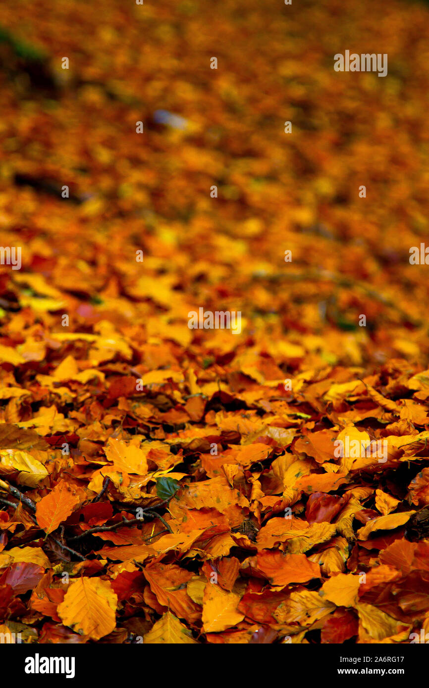 Autumn leaves on the ground Stock Photo