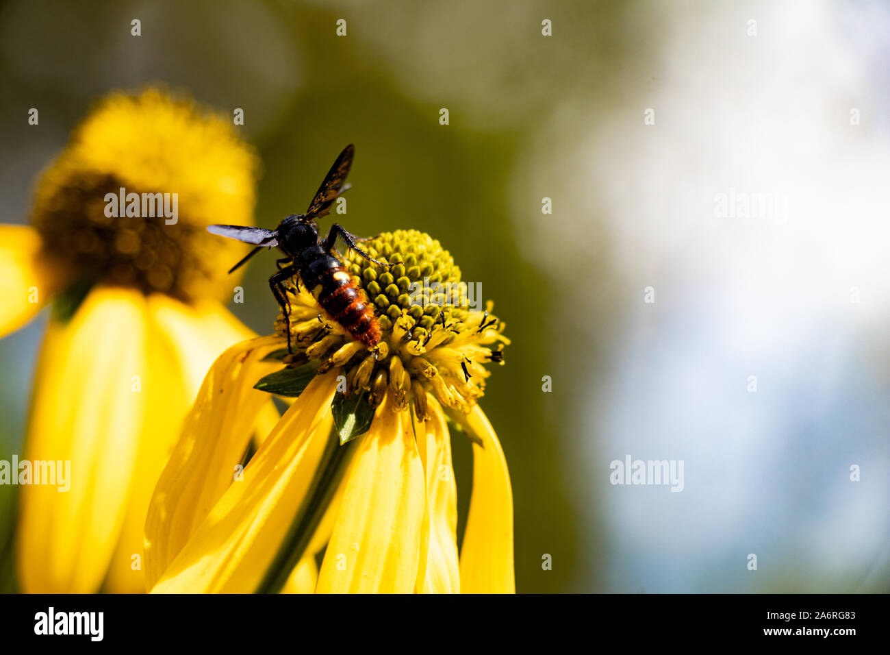 Insect on droopy Yellow Flower with Blurred Background Stock Photo