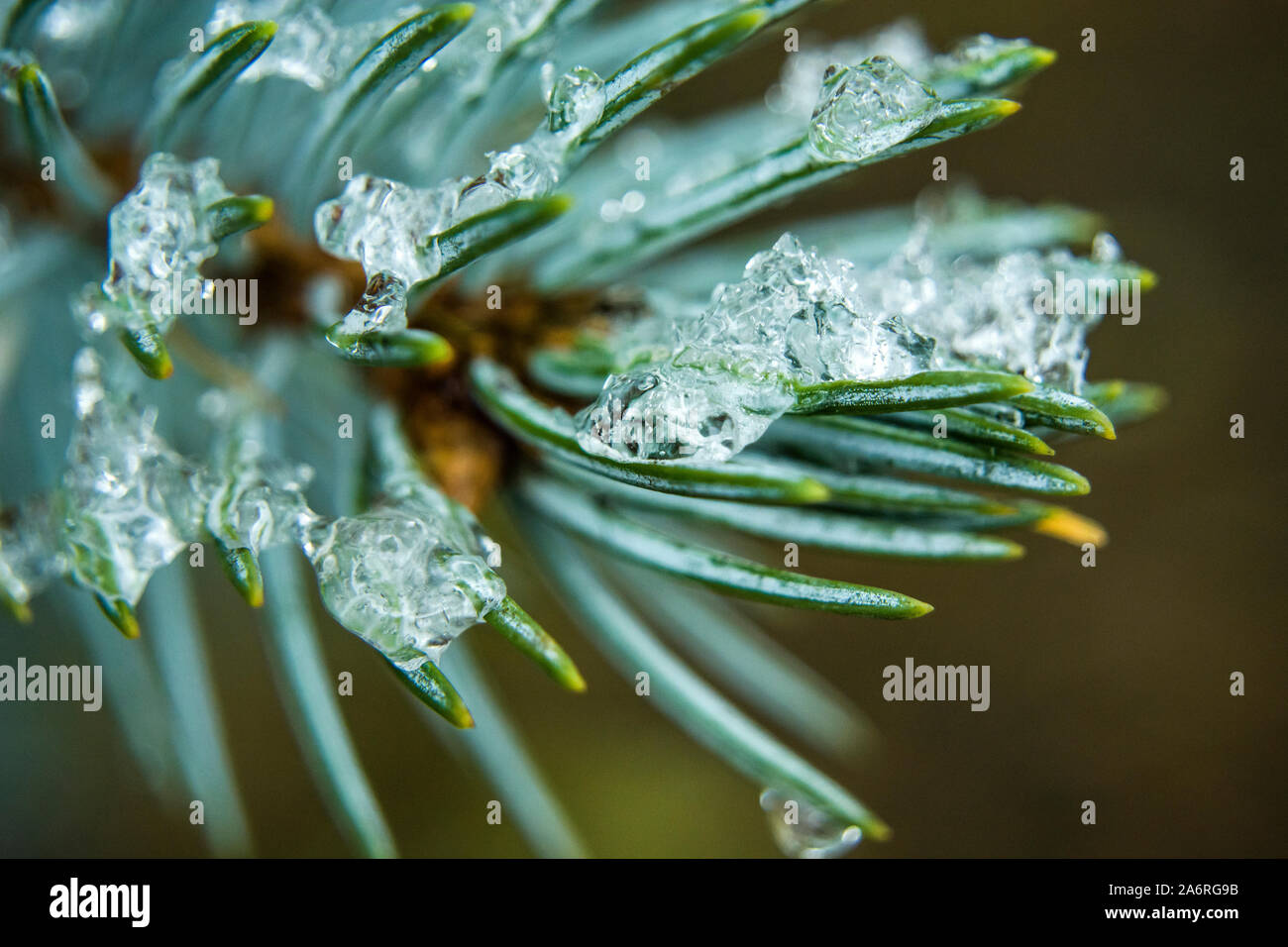Ice on conifer green needles, close-up view Stock Photo