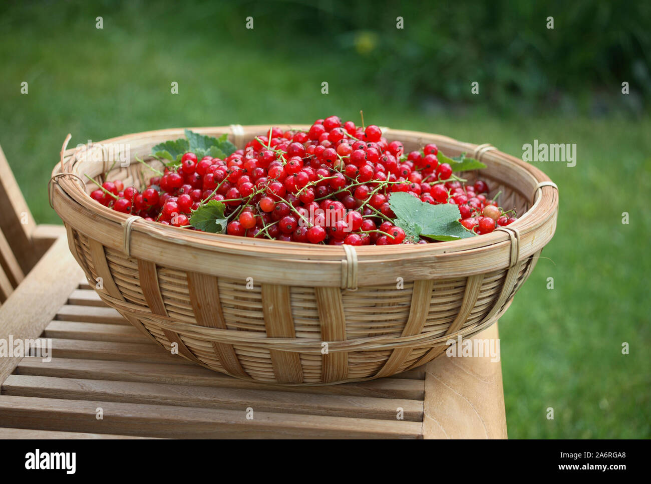 RED CURRANT freshly picked in a wooden bowl Stock Photo