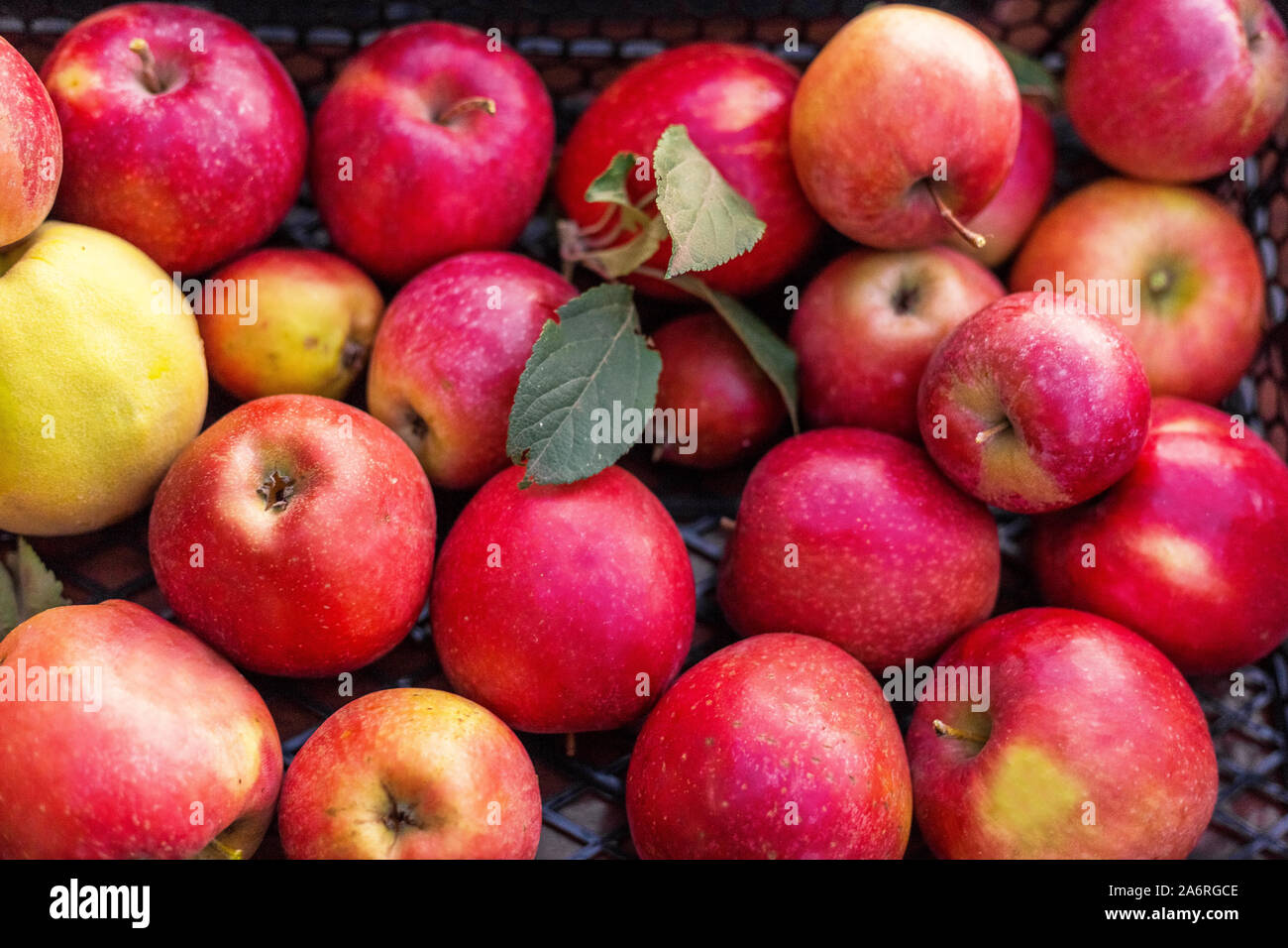 Fresh juicy red apples, natural background. Close Up of apples in box. Harvest, vitamins, vegetarians, fruits, crop . Organic gardening. Long-term Stock Photo