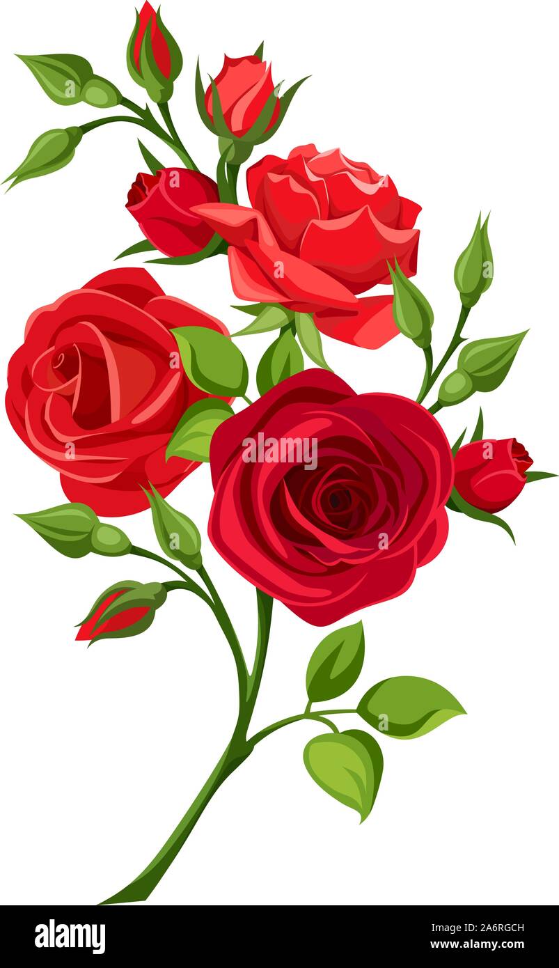 Vector branch of red roses isolated on a white background Stock Vector  Image & Art - Alamy