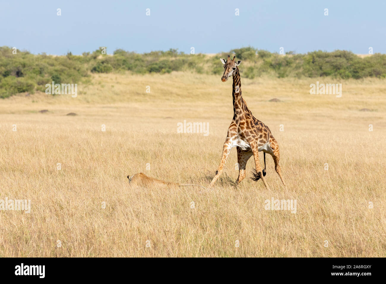 MAASAI MARA, KENYA, AFRICA: The giraffe is distressed as she realises she's killed her newborn calf as the lioness circles her. HEARTBREAKING images s Stock Photo