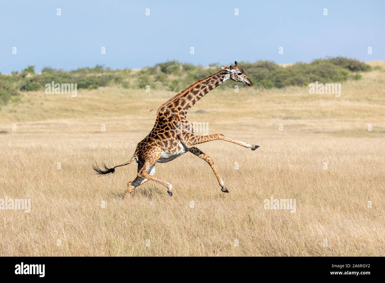 MAASAI MARA, KENYA, AFRICA: The giraffe is distressed as she realises she's killed her newborn calf. HEARTBREAKING images show a mother giraffe accide Stock Photo