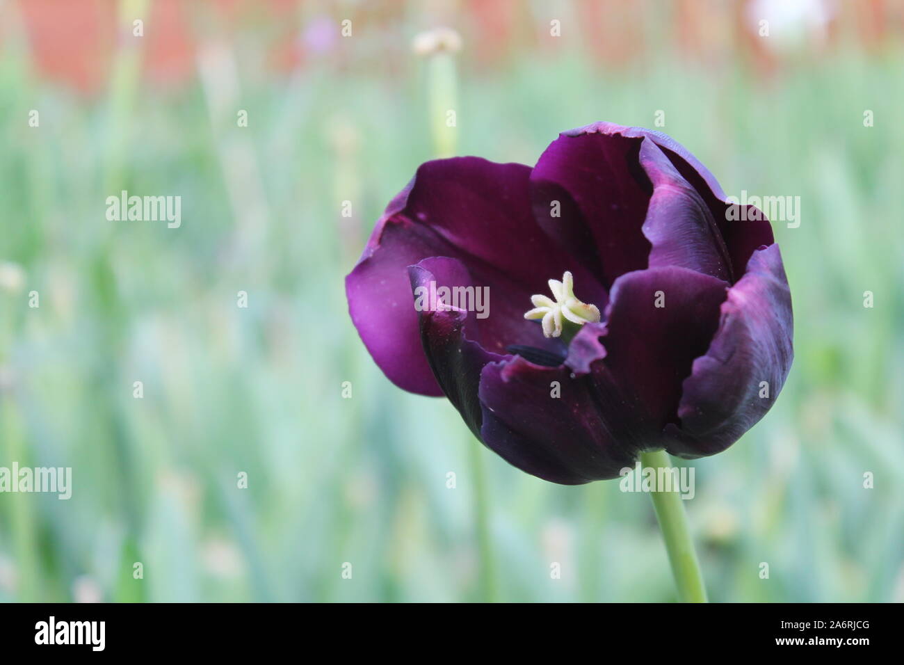 Deep Purple Tulip Stock Photo