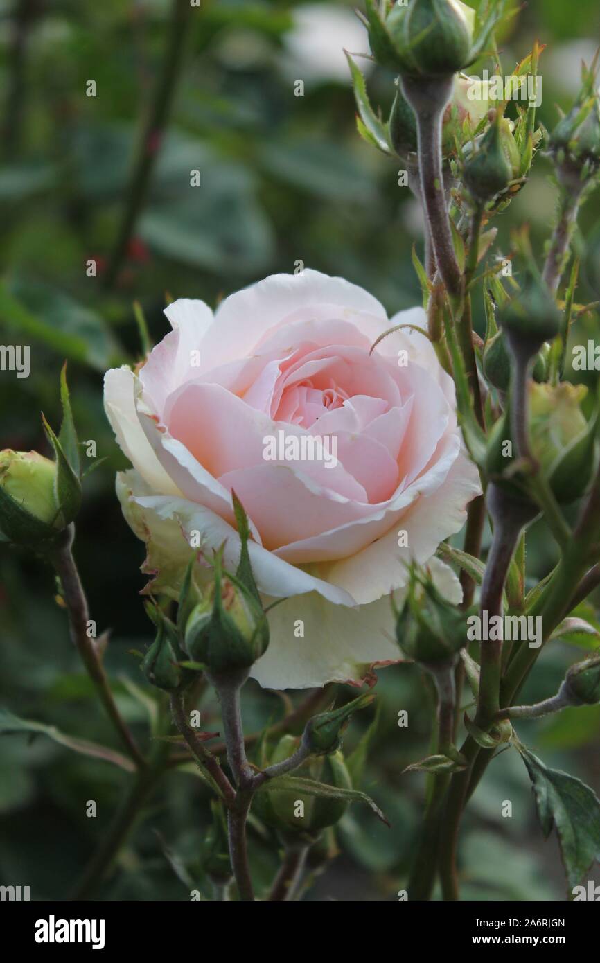 Light Pink Rose Stock Photo Alamy