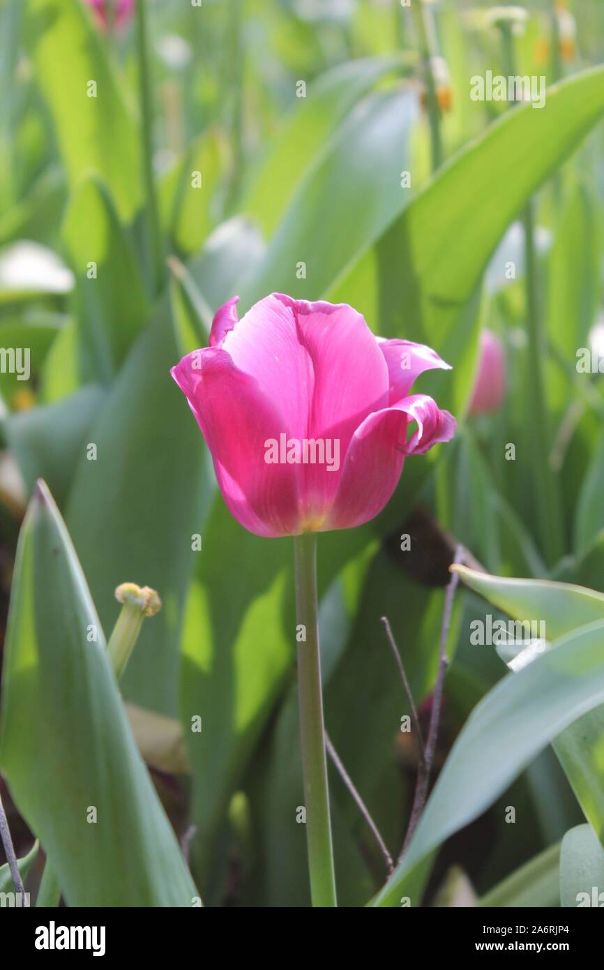 Pink Tulip Stock Photo Alamy