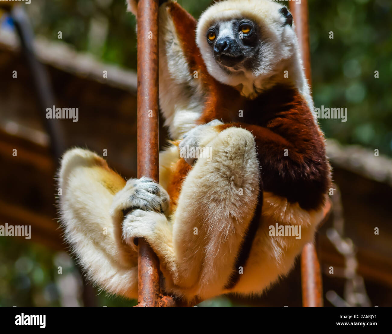 Madagascar lemur whose name is Sifaka de coquerel or Propithecus Stock  Photo - Alamy
