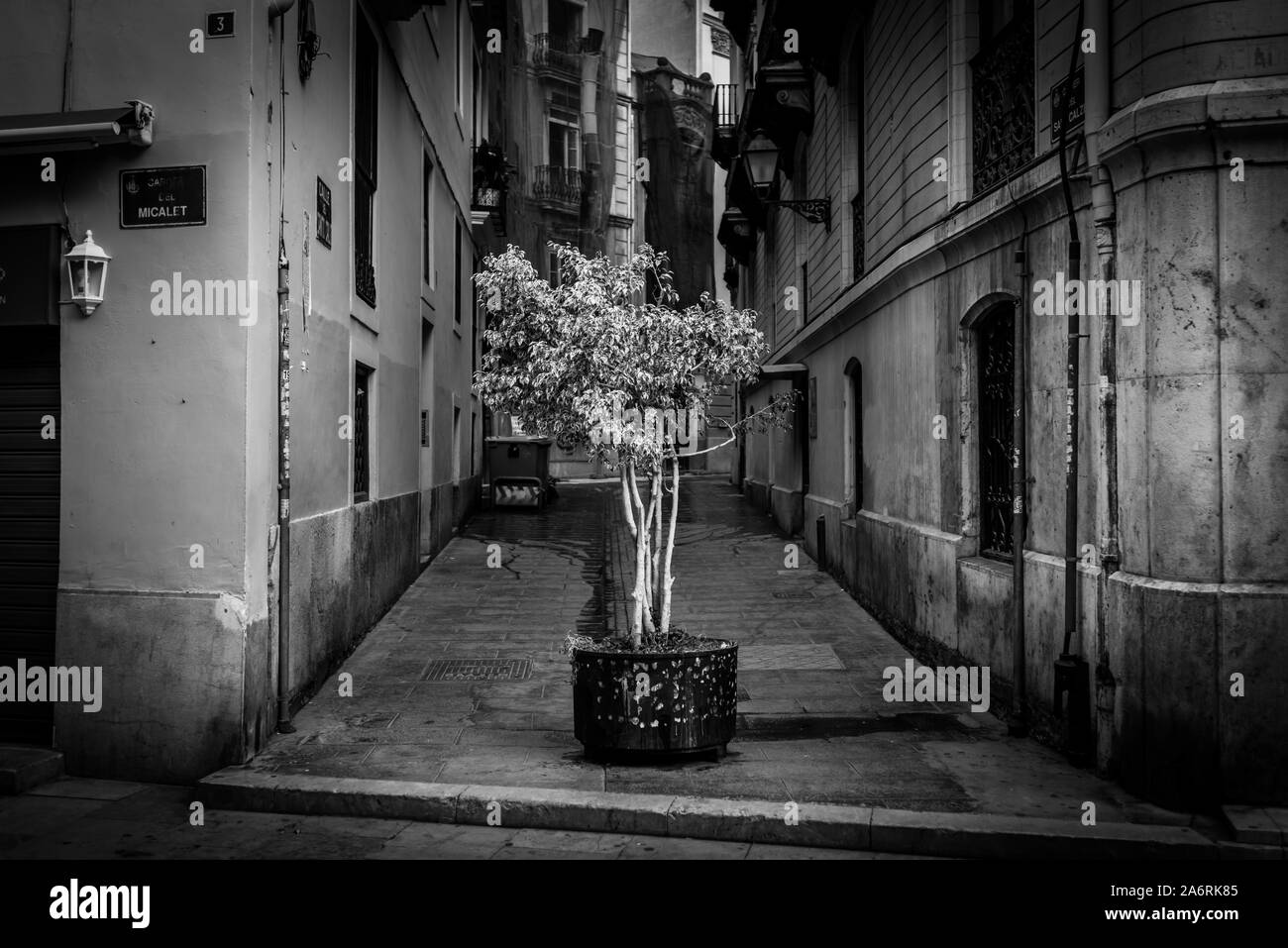 Tree growing in an urban environment in a pot on a narrow street between old buildings. Valencia Old Town, Spain. Stock Photo