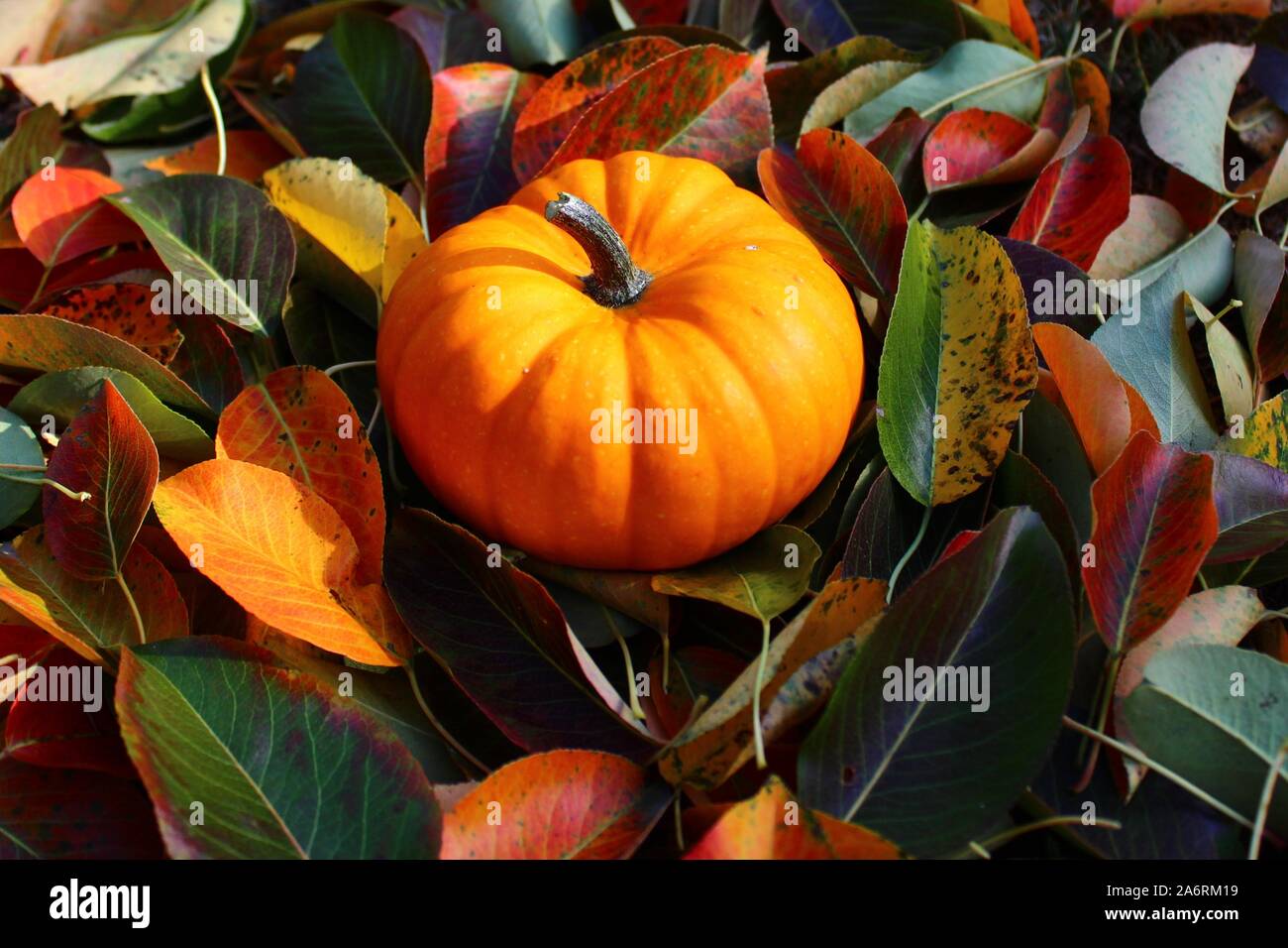 The picture shows pumpkin in leaves in the autumn Stock Photo - Alamy