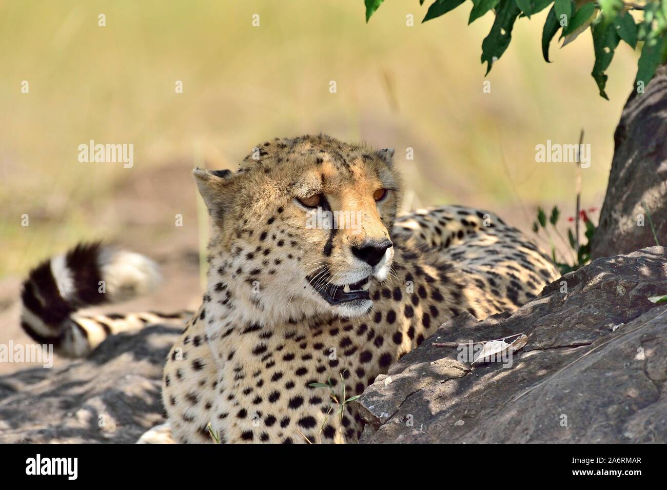 A cheetah naps in the shade of a tree Stock Photo