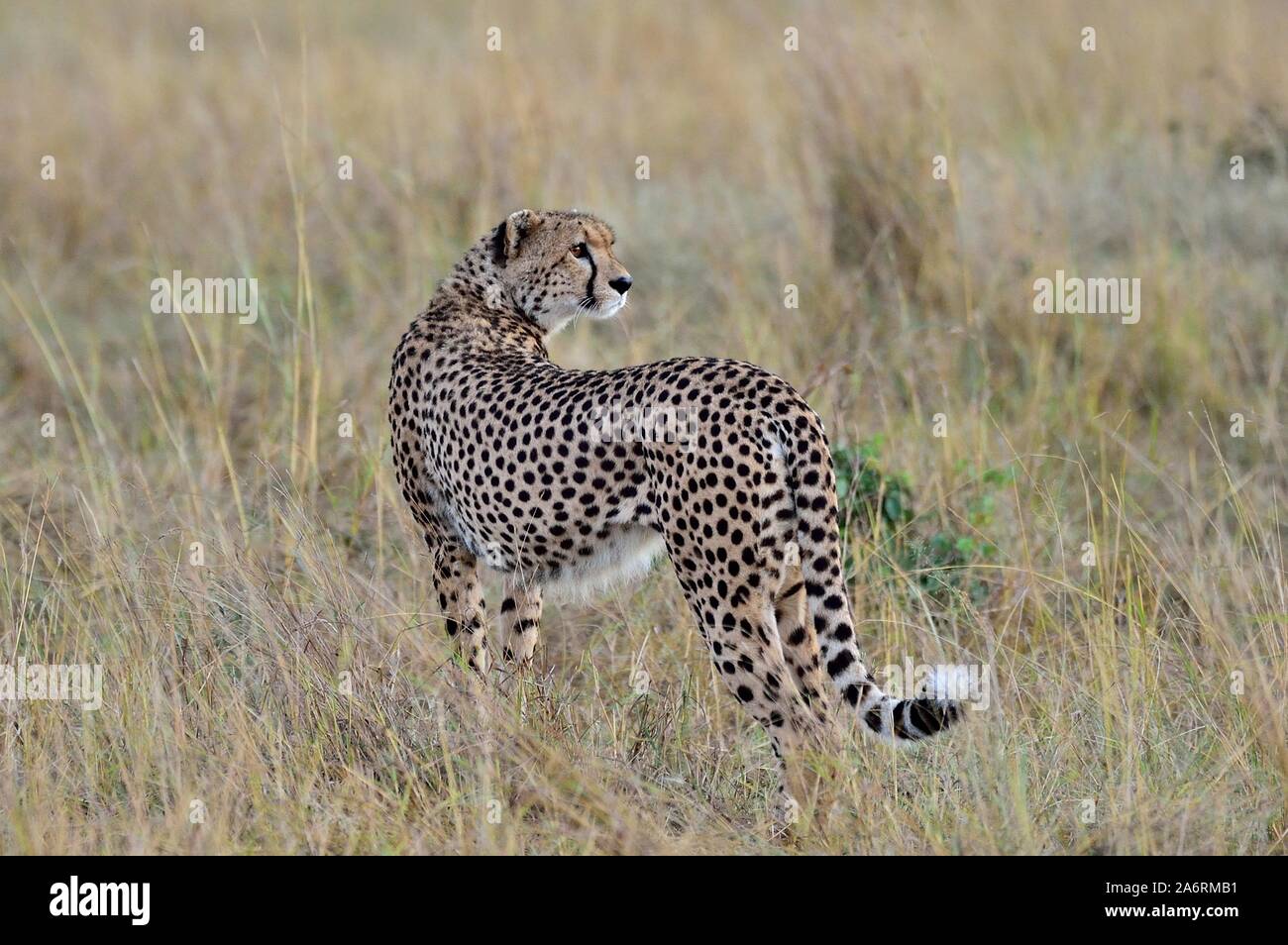 A beautiful cheetah walks the savannah Stock Photo