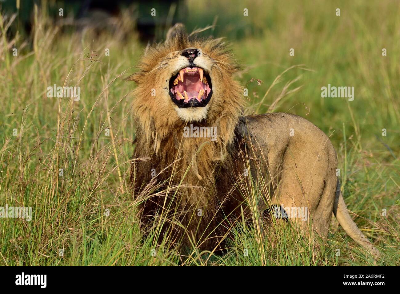 A large male lion roars to show his dominance Stock Photo - Alamy