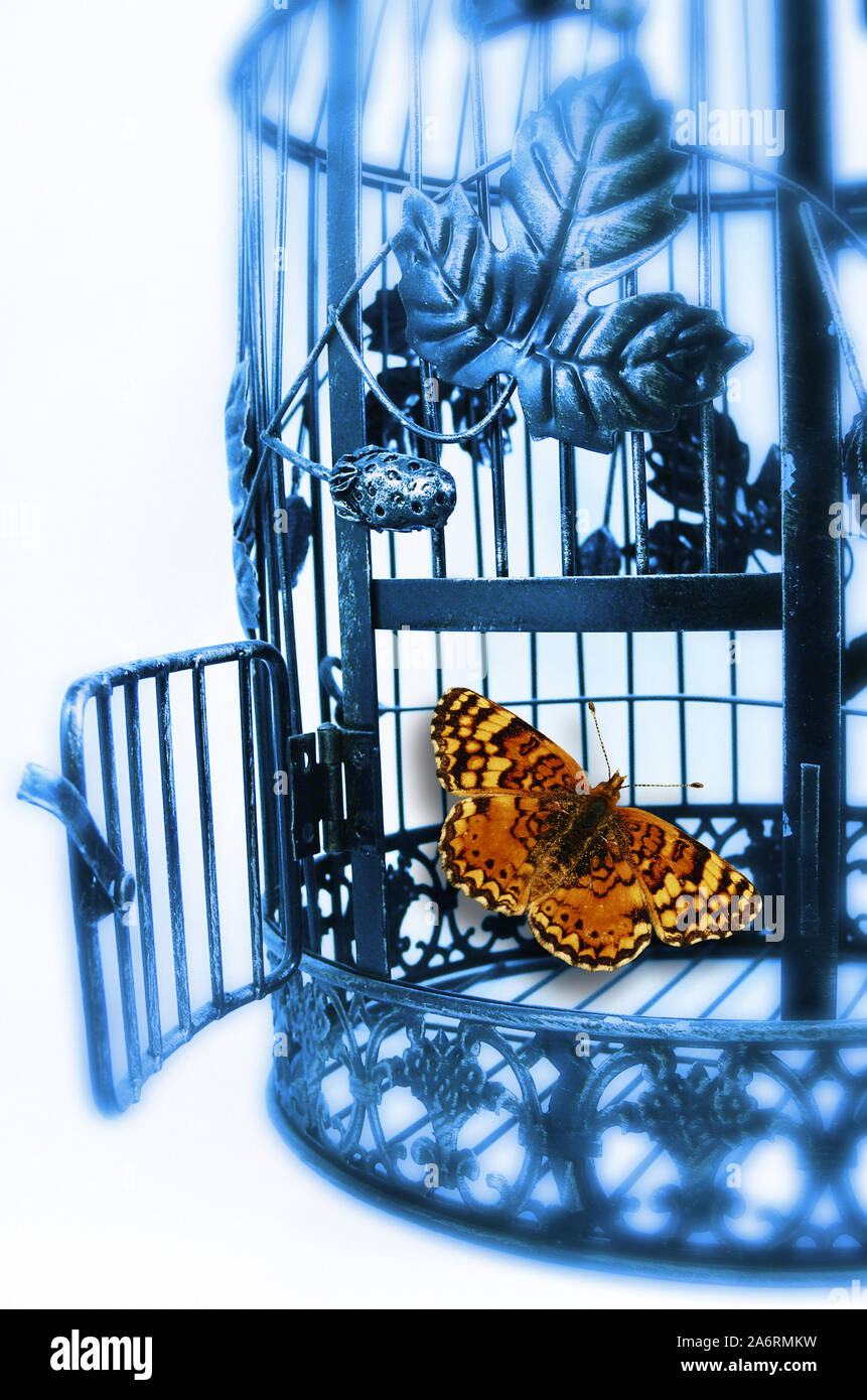 Bird flying out of cage hi-res stock photography and images - Alamy