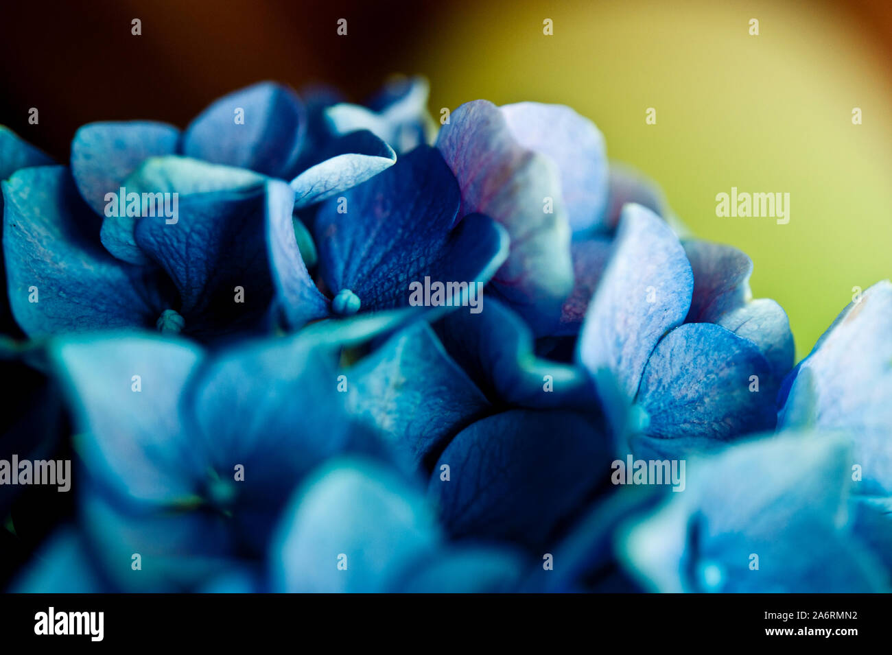 macro detail of Hydrangea flower petals Stock Photo Alamy