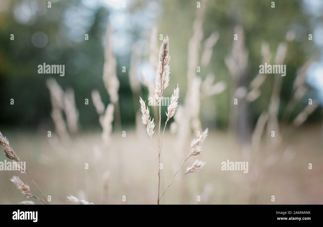 grass in a field of wild flowers at sunset Stock Photo