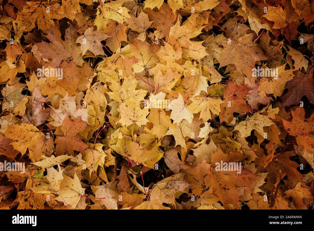 pile of colourful fall leaves on the ground in autumn Stock Photo