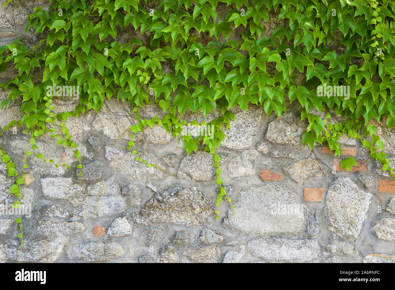 Ivy on a stone wall Stock Photo