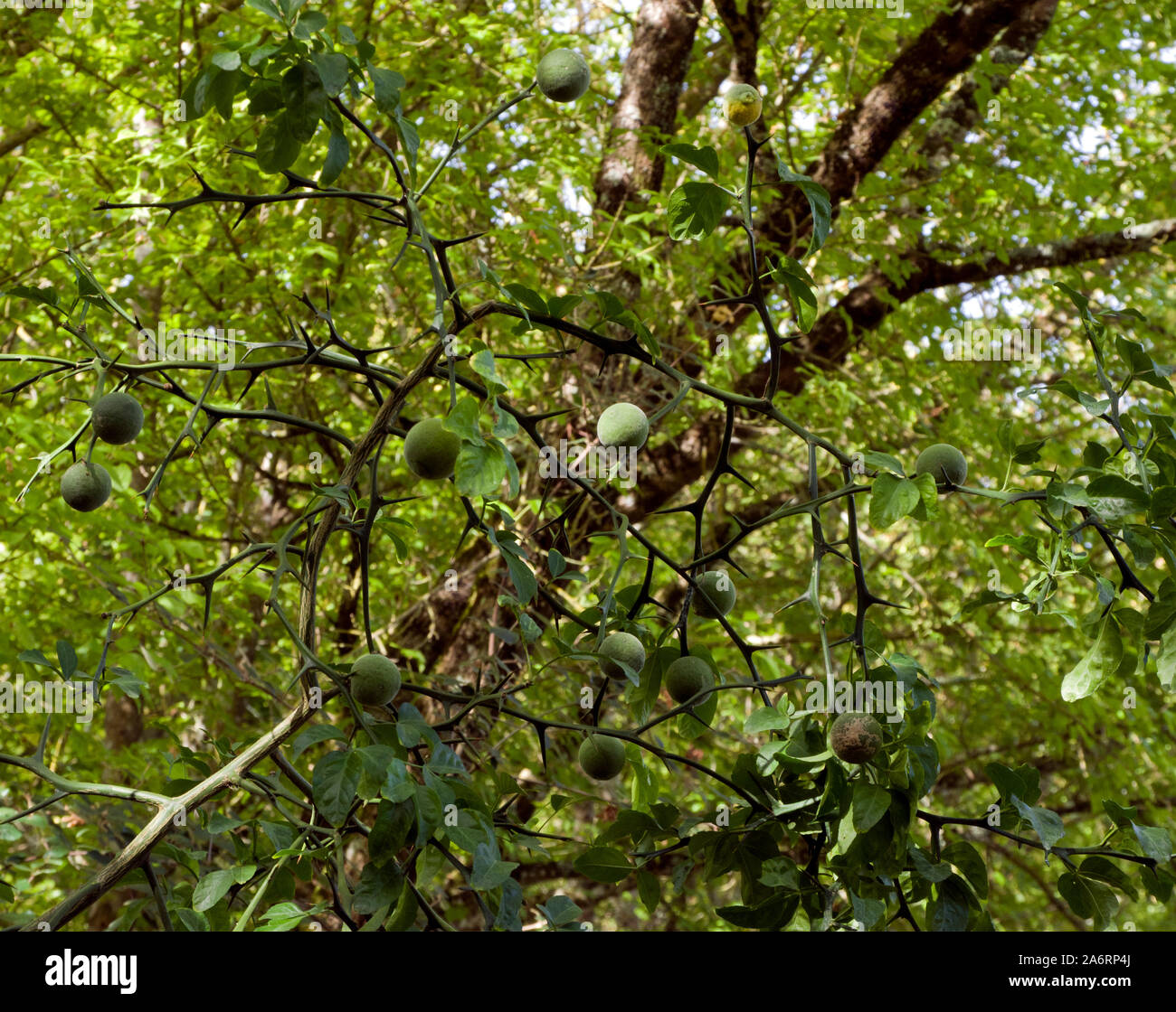 Citrus trifoliata, Japanese bitter orange Stock Photo