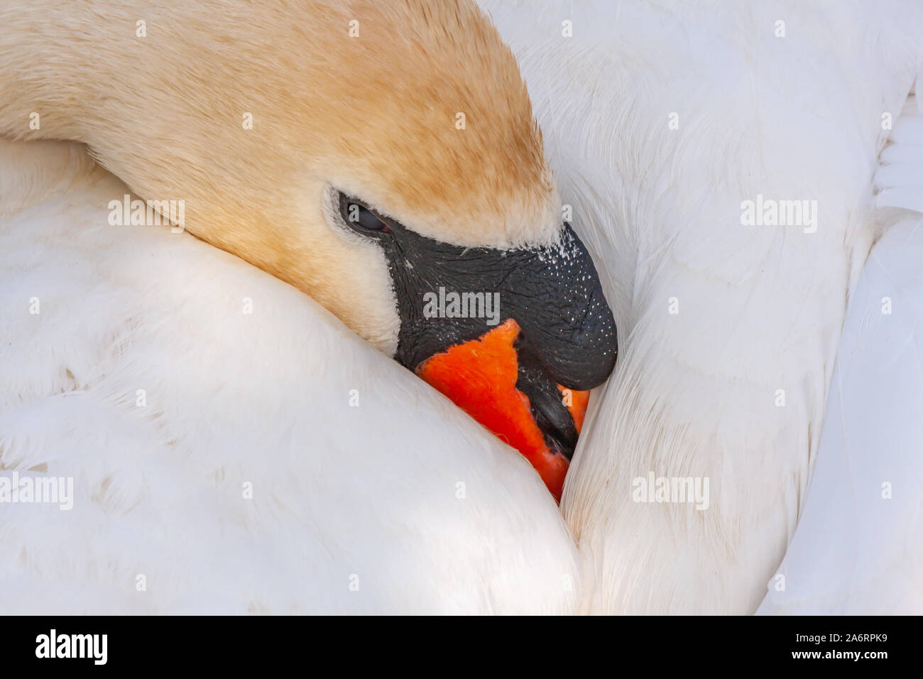 Mute swan, Cygnus olor, with beak tucked under wings resting. Grand Canal, Dublin, Ireland. Adult female pen with white feathers and orange beak Stock Photo