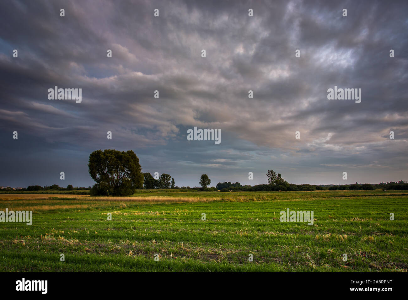 Tree on the green field, dark clouds on the sky after sunset Stock Photo