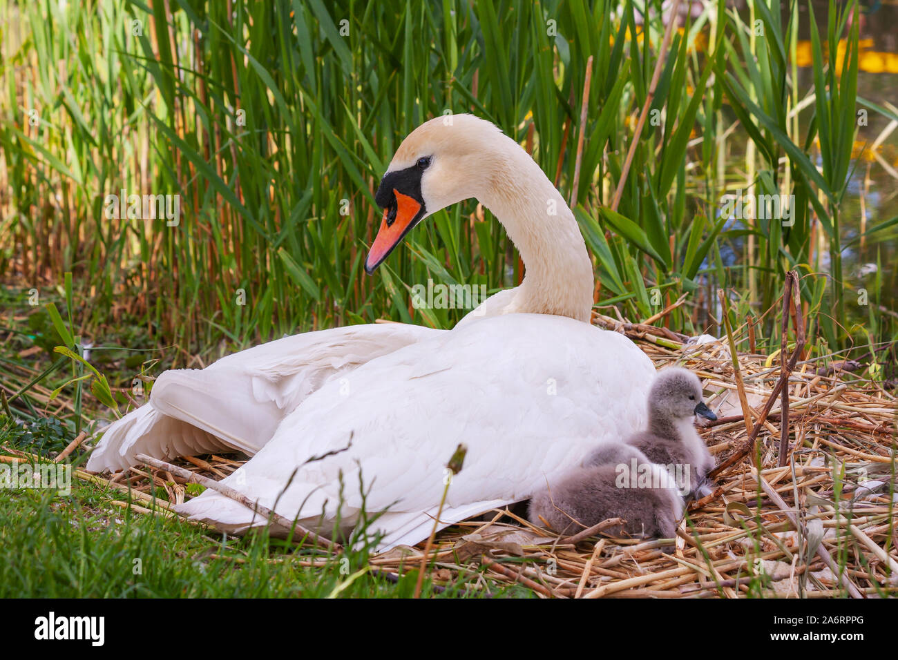 Family Swans Cygnets Canal High Resolution Stock Photography and Images ...