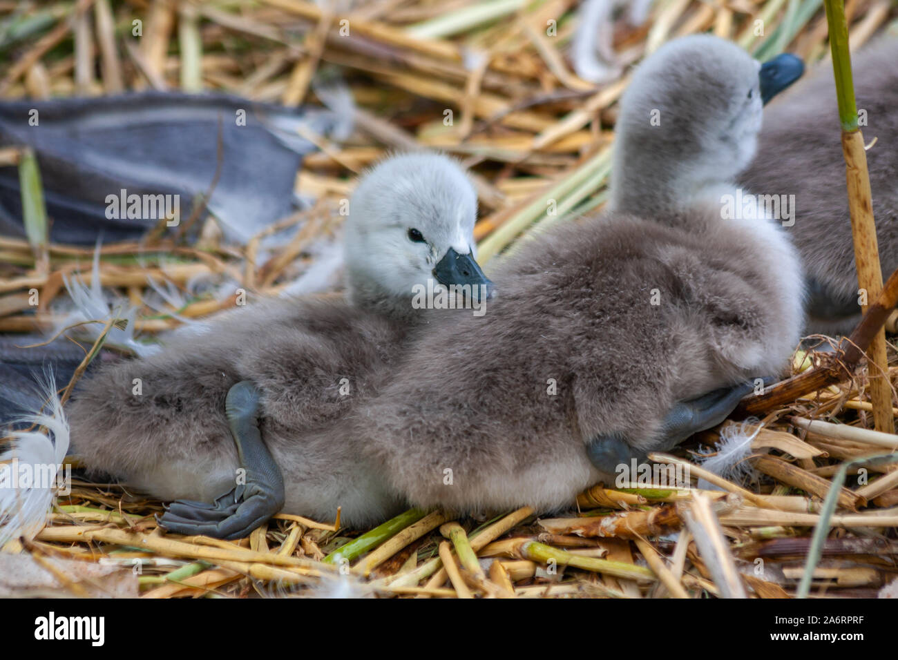 Swan cygnets, newly hatched baby chicks 'Cygnus olor' with webbed feet, cuddling in nest. Grand Canal, Dublin, Ireland Stock Photo