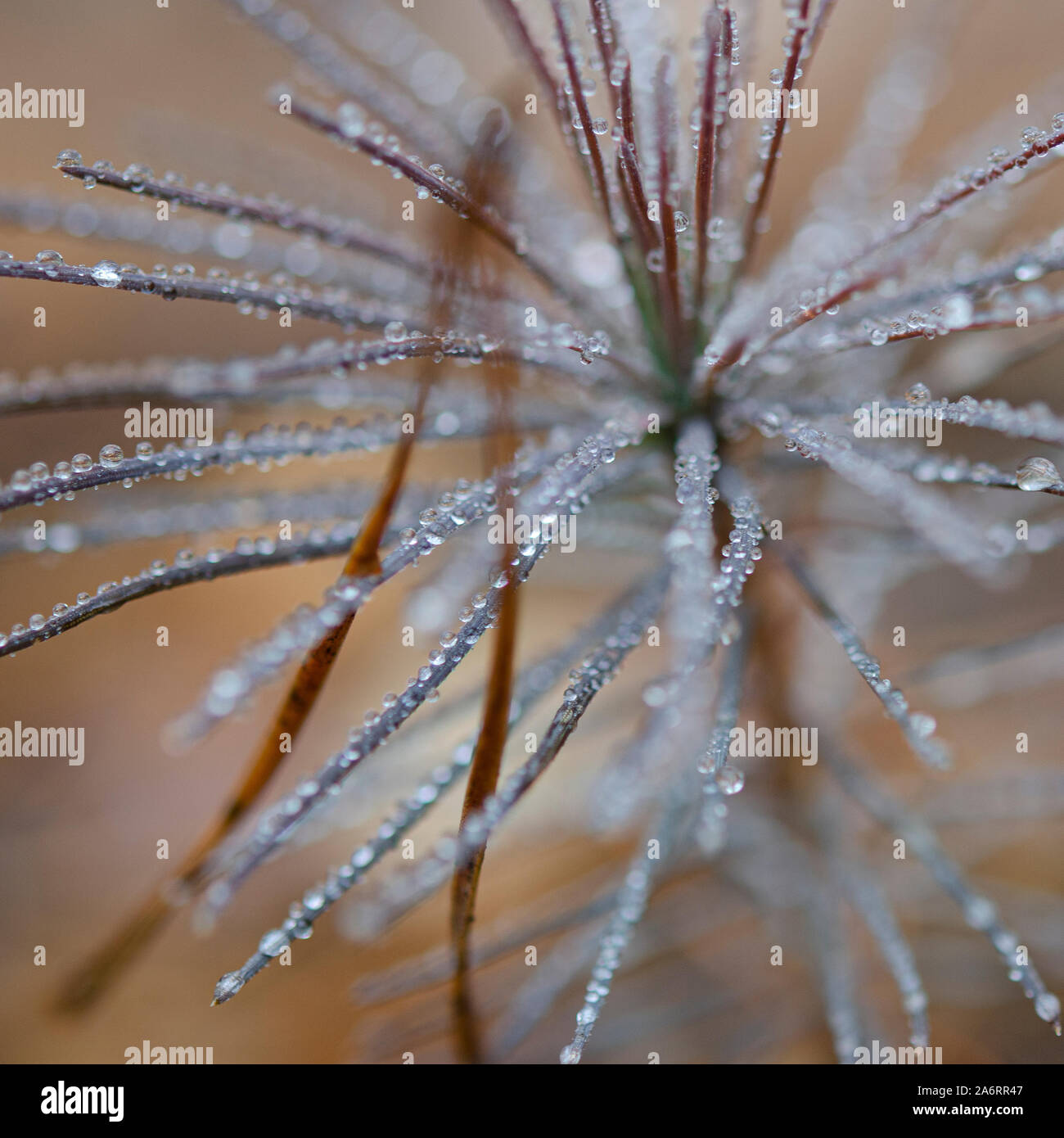 Young pine trees grow in the autumn forest covered with round transparent dew drops Stock Photo