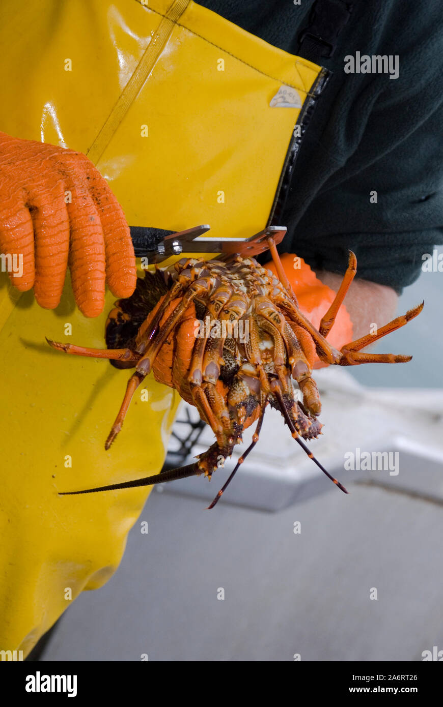 Crayfishing boat Mystique operating out of South Bay, Kaikoura, New Zealand. Spiny rock lobster (Jasus edwardsii) or crayfish Stock Photo