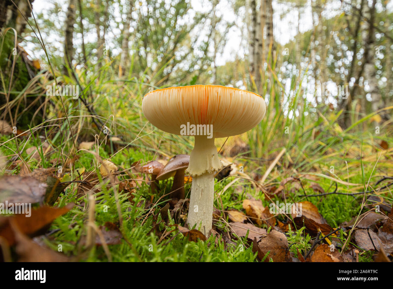Fly agaric toadstool (Amanita muscaria) in woodland clearing habitat during autumn, UK Stock Photo