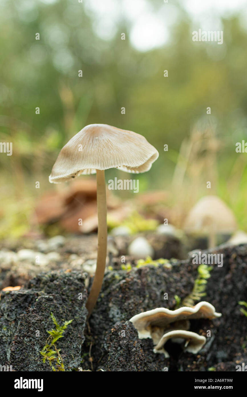 Small toadstool on a tree stump in a woodland clearing, UK, during autumn Stock Photo