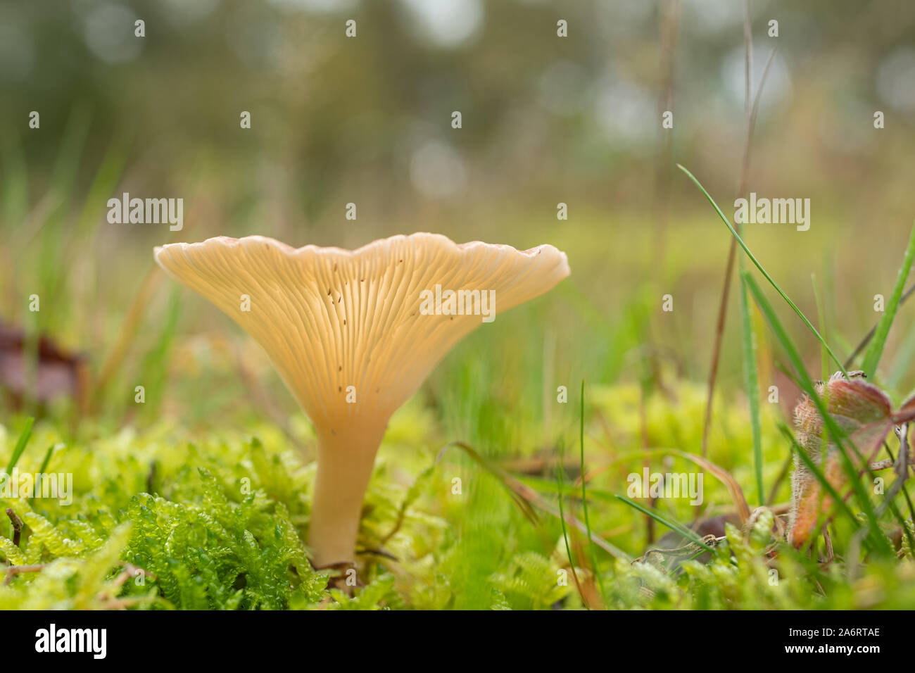 Trooping funnel or monk's head fungus (Infundibulicybe geotropa or Clitocybe geotropa), a funnel shaped woodland toadstool, UK Stock Photo
