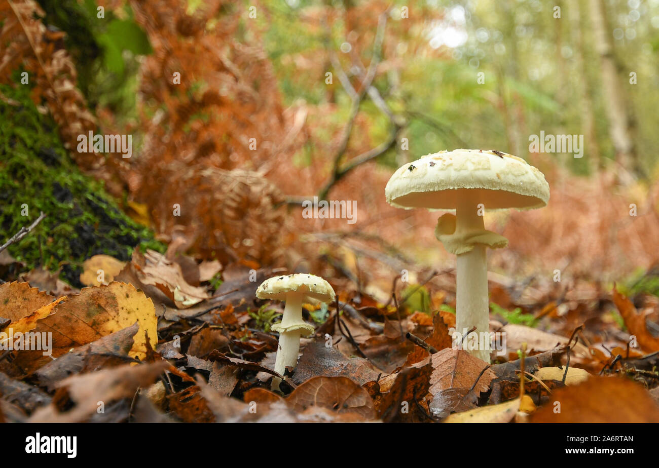White toadstools growing on the woodland floor during autumn or October, UK Stock Photo