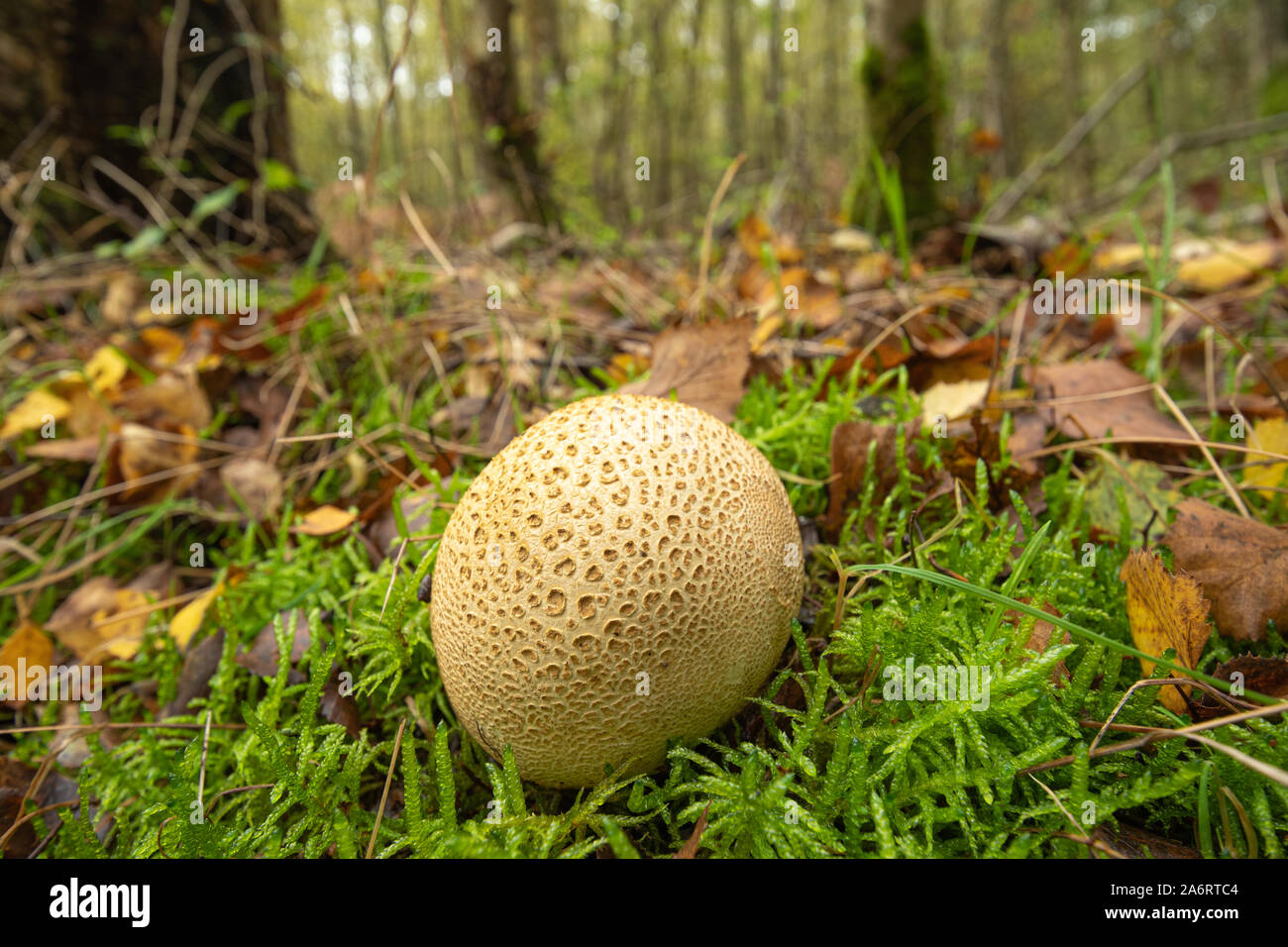 Common earthball (poison earthball, Scleroderma citrinum) fungus in woodland habitat during autumn, UK Stock Photo