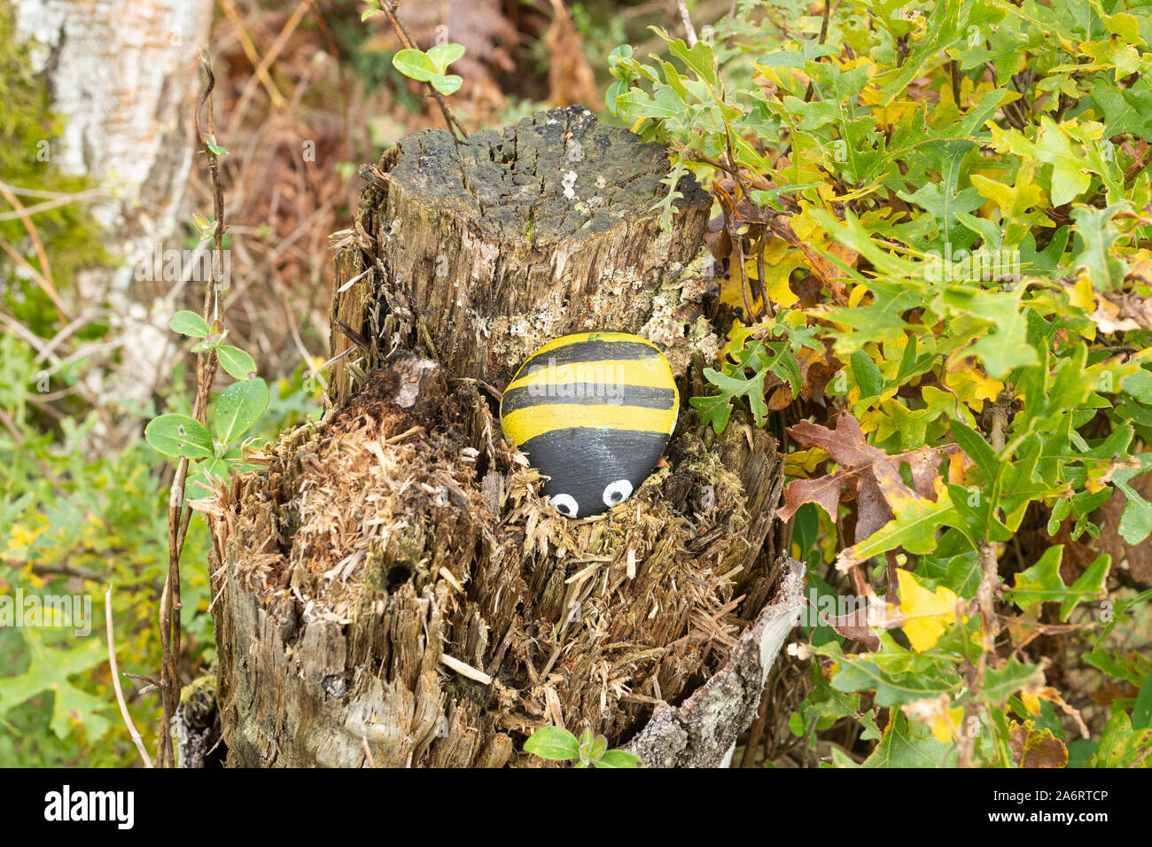 Painted pebble with a bee design with yellow and black stripes left on a tree stump in the countryside, UK. Painted rock craze or trend. Stock Photo