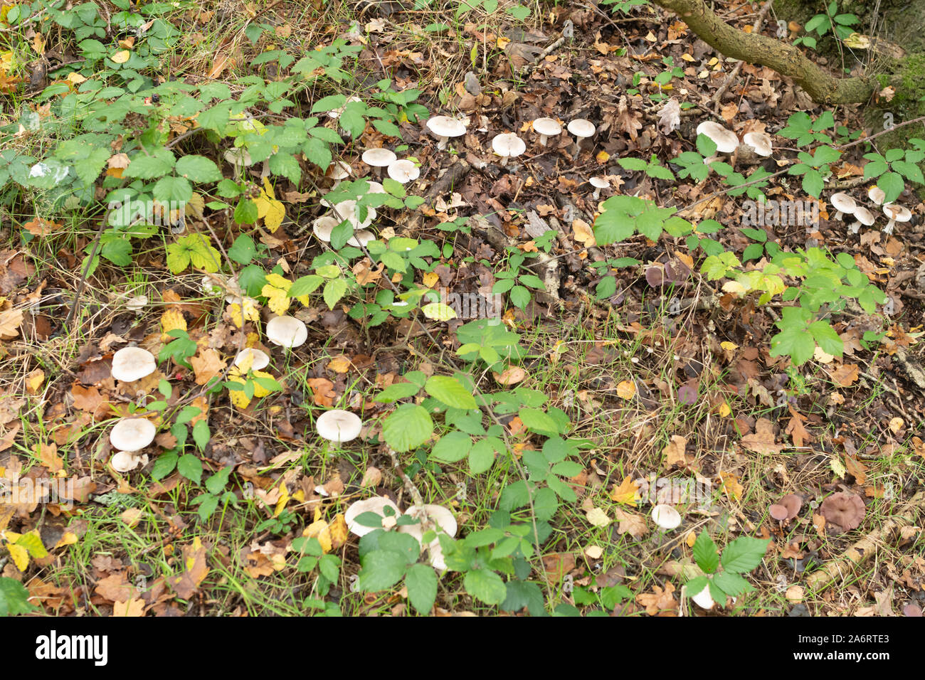 Toadstools or mushrooms in a fairy ring, UK during autumn, UK Stock Photo
