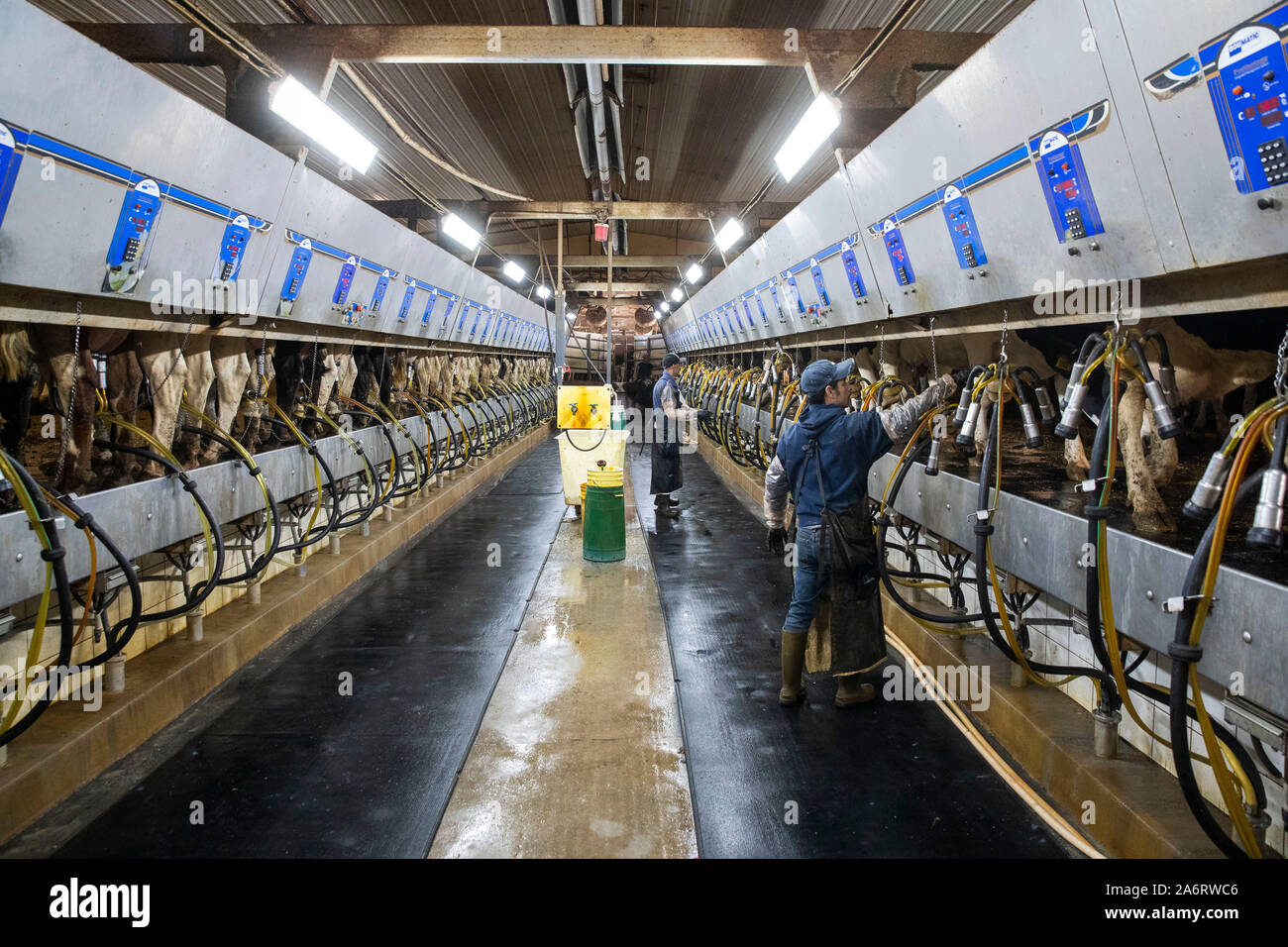 Iowa dairy farm hires stock photography and images Alamy