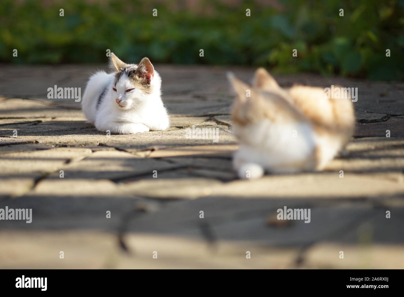 Spring period of cat courtship. Dating and flirting domestic cats. Stock Photo