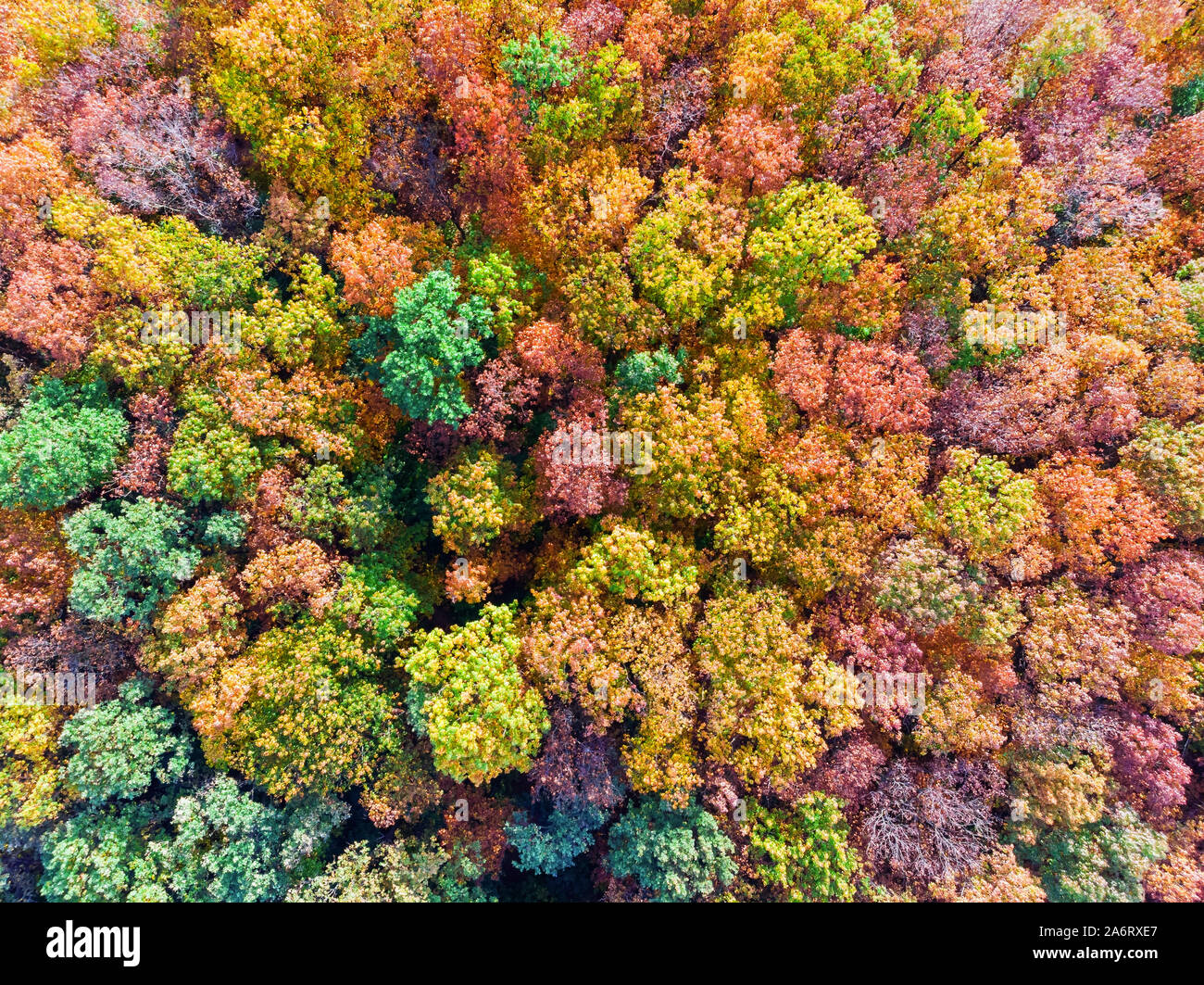 Aerial top down view of colorful autumn forest, view from directly above Stock Photo