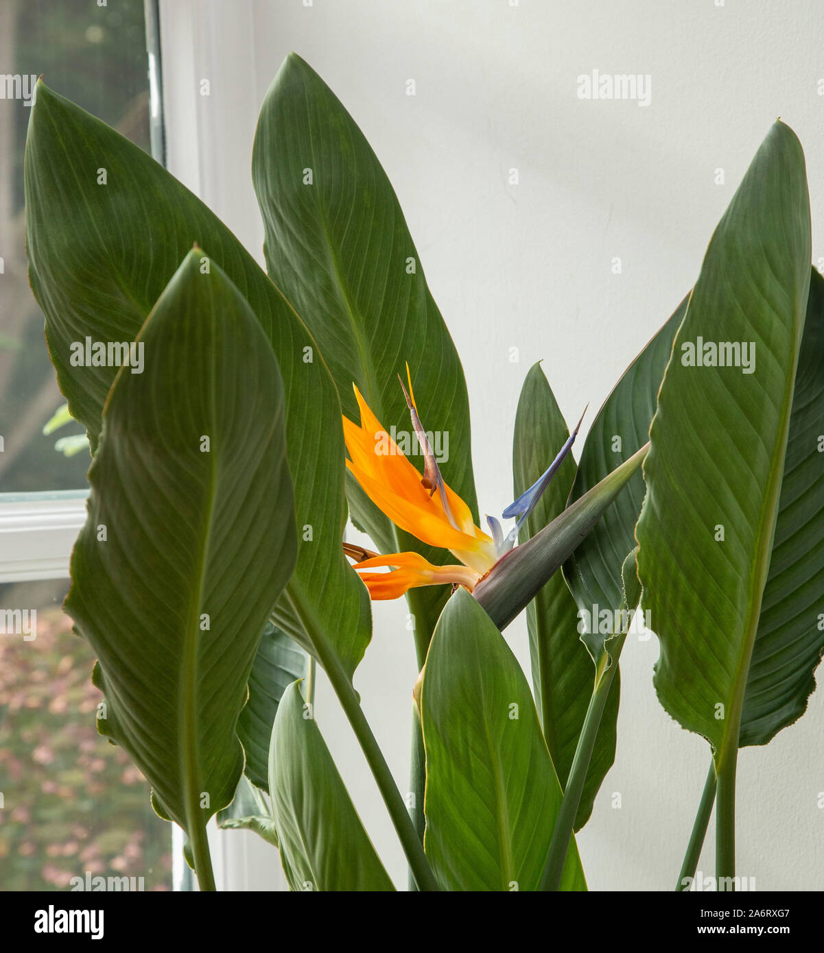 Strelitzia indoor plant in flower - bird of paradise flower. Stock Photo