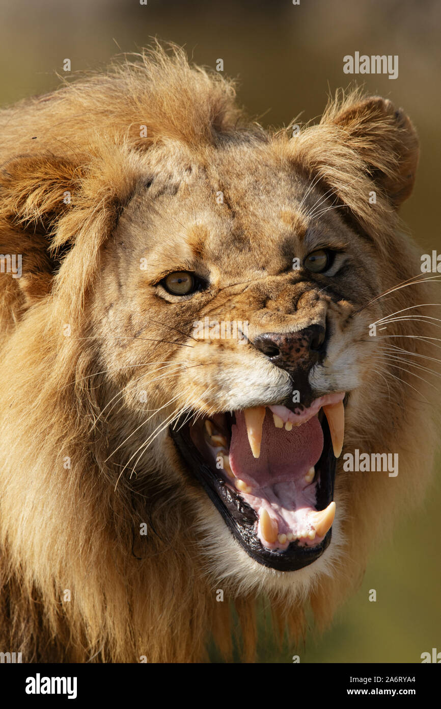 Male Lion (Panthera leo) growling, Sabi Sands, Greater Kruger National Park, South Africa Stock Photo